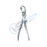 Artery Cardiovascular